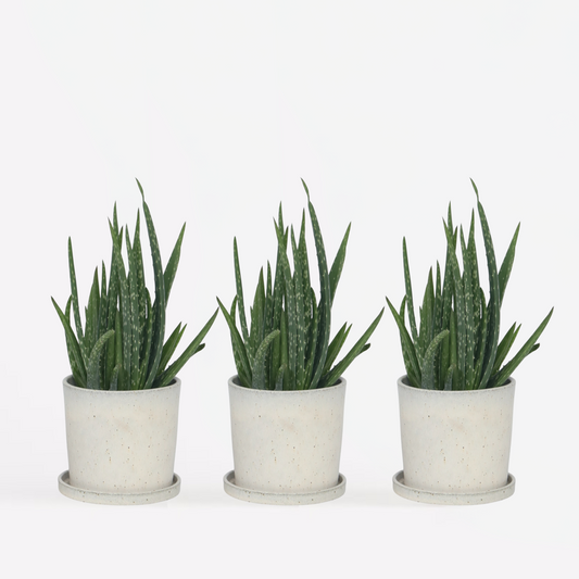 Aloë Vera - Set van 3 - Vetplant