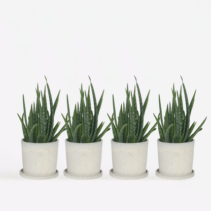 Aloë Vera - Set van 4 - Vetplant