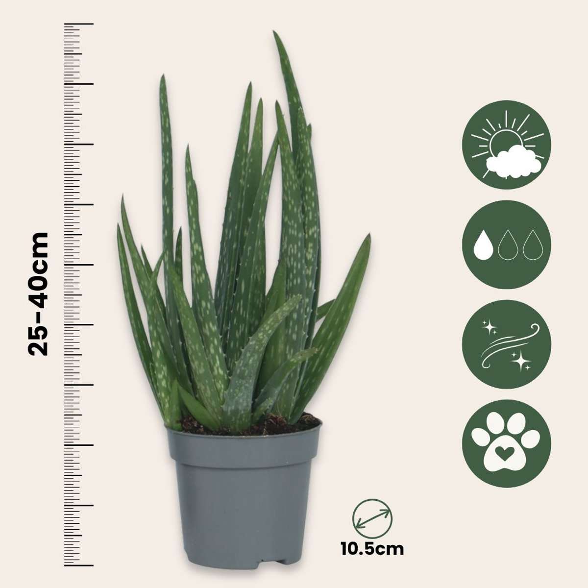 Aloë Vera - Set van 6 - Vetplant