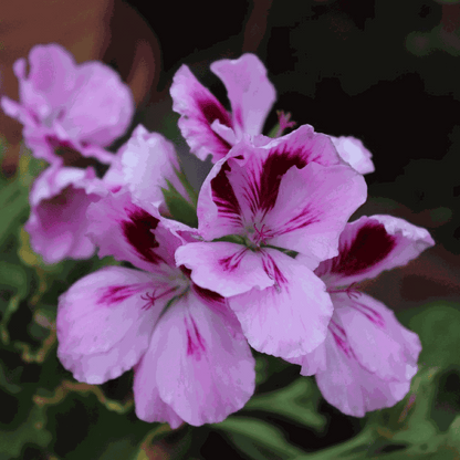 Anti-muggen Geraniums - Set van 6