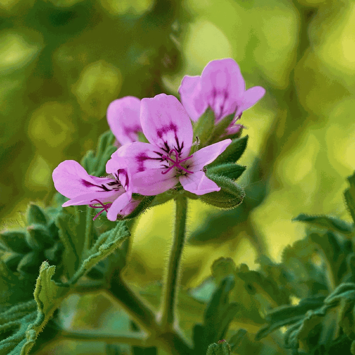 Anti-muggen Geraniums - Set van 6
