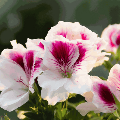 Anti-muggen Geraniums - Set van 6
