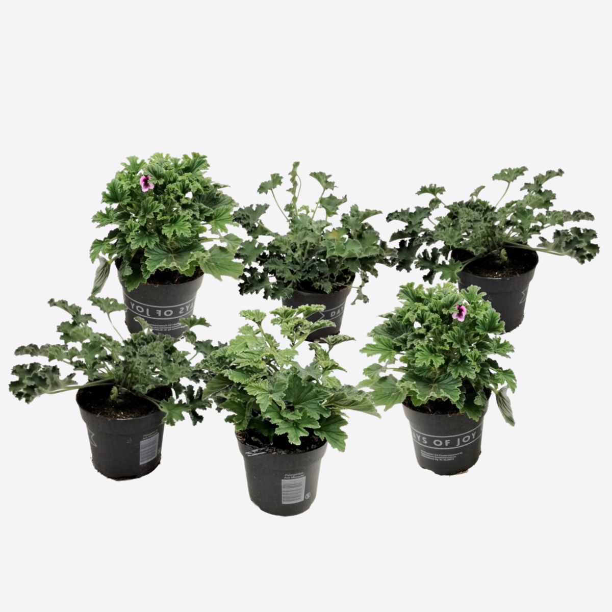Anti-muggen Geraniums - Set van 6