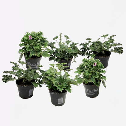 Anti-muggen Geraniums - Set van 6