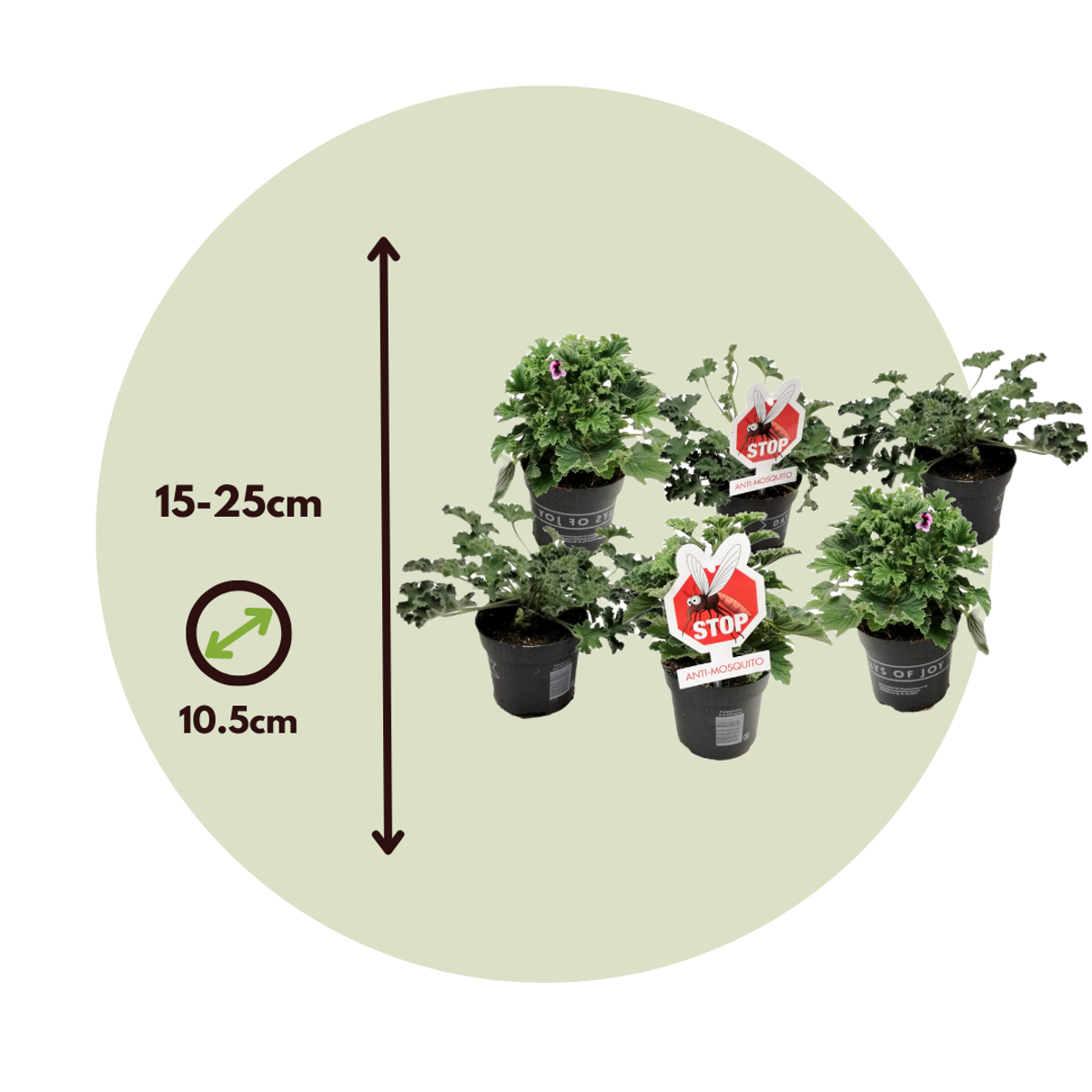 Anti-muggen Geraniums - Set van 6
