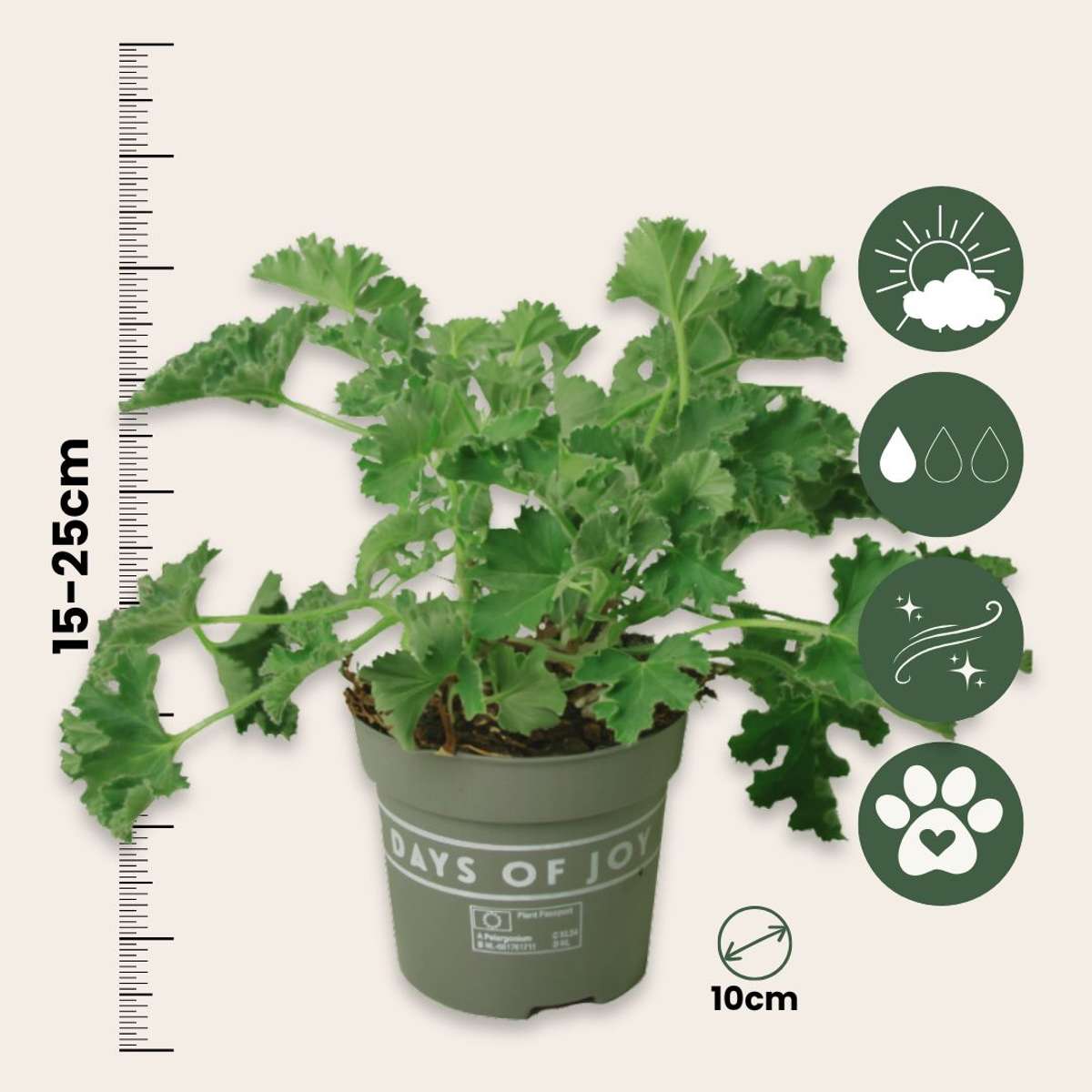 Pelargonium Capitatum 'anti-muggenplant' - 3 stuks