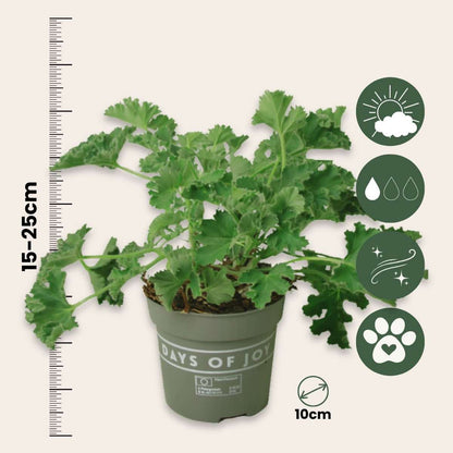 Pelargonium Capitatum 'anti-muggenplant' - 3 stuks