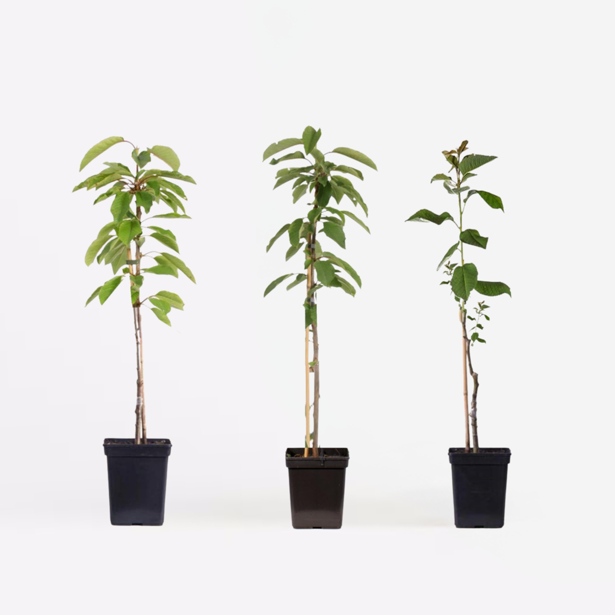 Appelbomen - Set van 3 - Braeburn, Golden Delicious, Gala