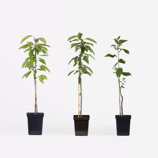 Appelbomen - Set van 3 - Braeburn, Golden Delicious, Gala