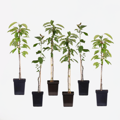 Appelbomen - Set van 6 - Braeburn, Golden Delicious, Gala