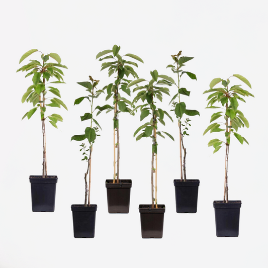 Appelbomen - Set van 6 - Braeburn, Golden Delicious, Gala