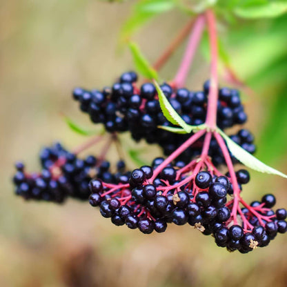 Bessenmix - Mix van 4 - Bessenplanten