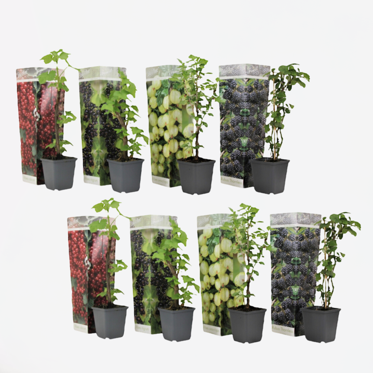 Bessenmix - Mix van 8 - Bessenplanten