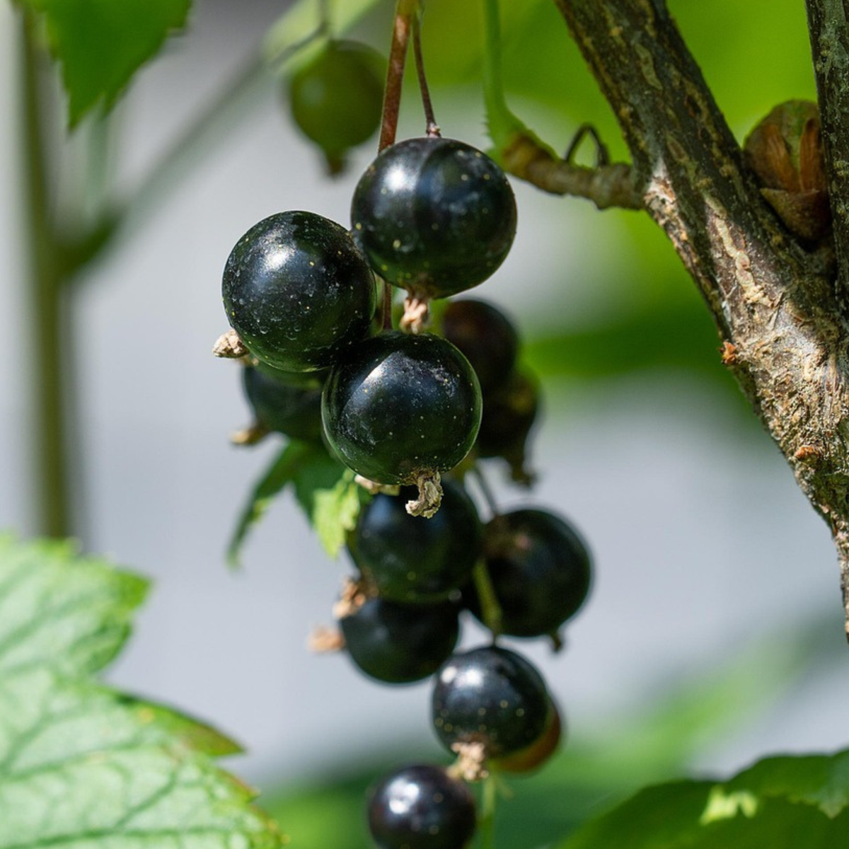 Ribes Nigrum - Set van 3 - Zwarte bes