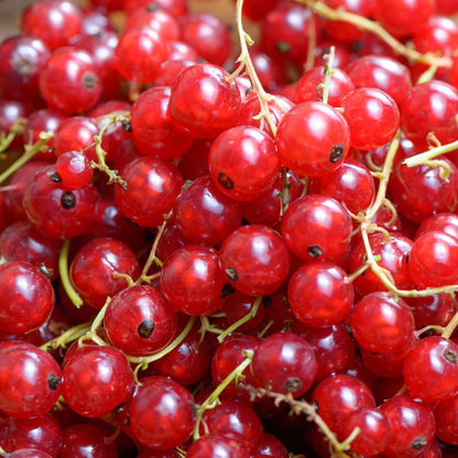 Ribes Rubrum - 3 stuks - Aalbes