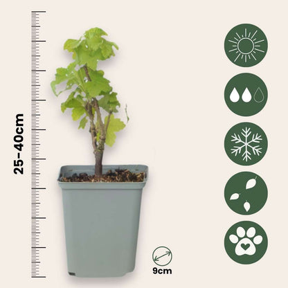 Ribes Rubrum - 3 stuks - Aalbes