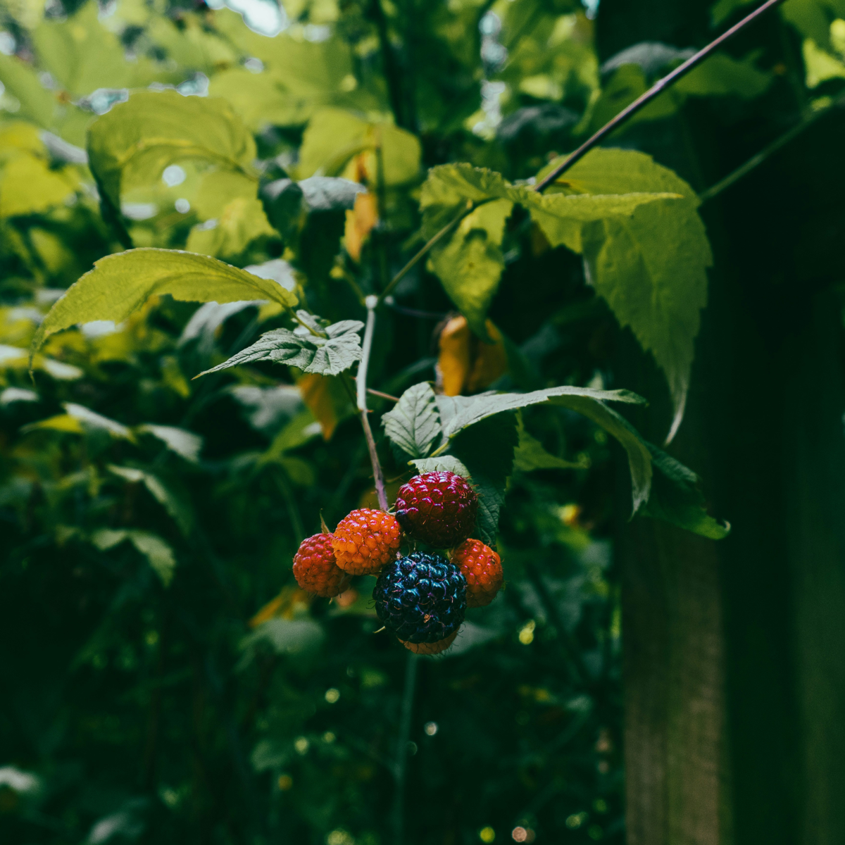 Rubus Thornless - 3 stuks - Bramenplant