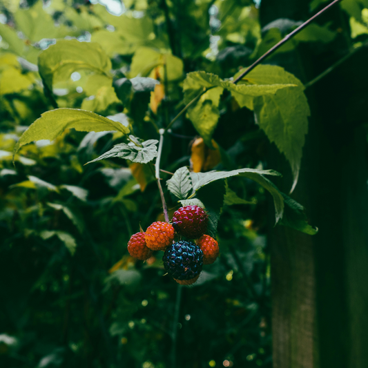 Rubus Thornless - 3 stuks - Bramenplant