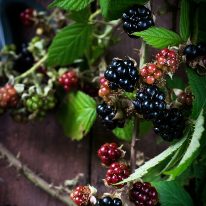 Rubus Thornless - 3 stuks - Bramenplant