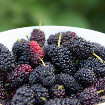 Rubus Thornless - 3 stuks - Bramenplant