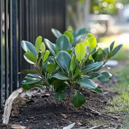 Magnolia - Mix van 3 - Susan, soulangeana, stellata