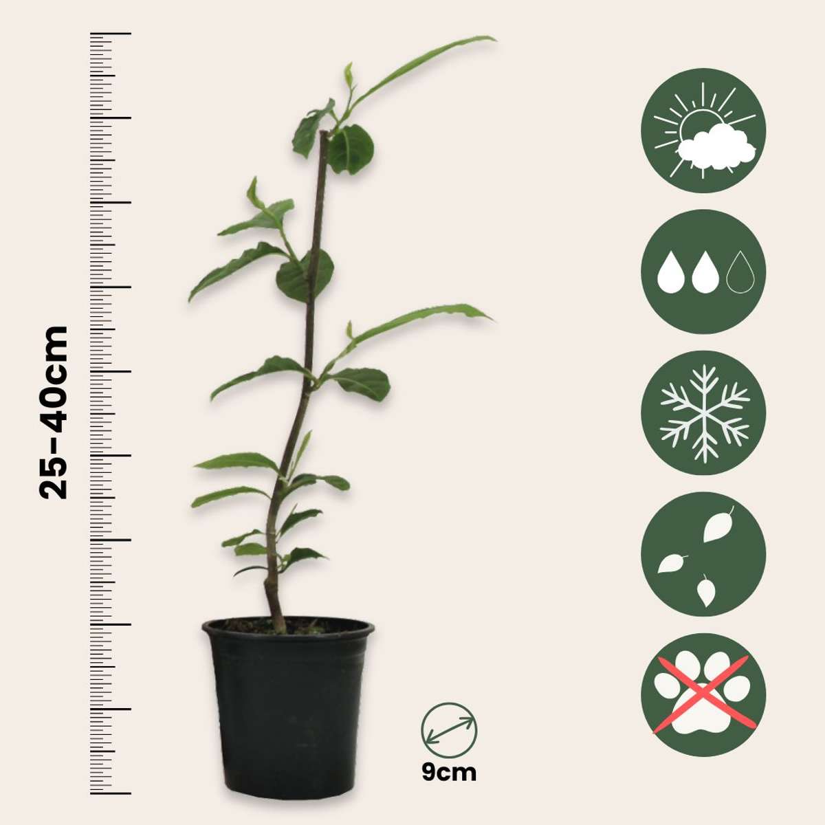 Magnolia - Mix van 3 - Susan, soulangeana, stellata