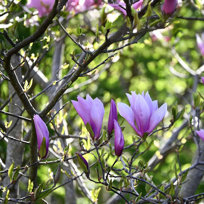 Magnolia - Mix van 6 - Susan, soulangeana, stellata