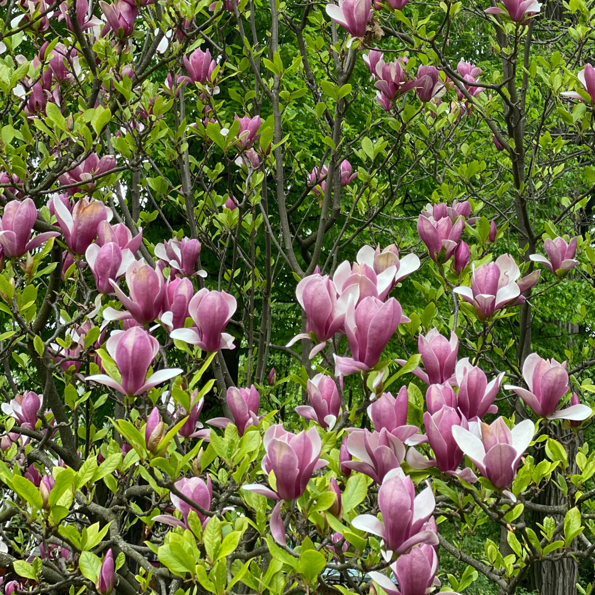 Magnolia Susan - Set van 3 - Paarse bloemen
