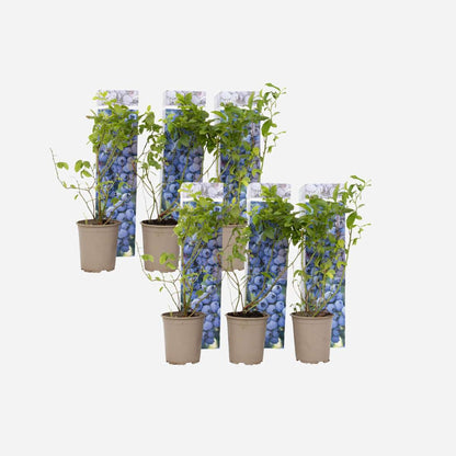 Blauwe bes - Set van 6 - Bessenplant