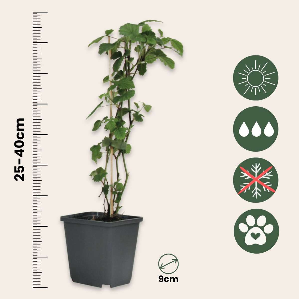 Brugmansia - Mix van 3