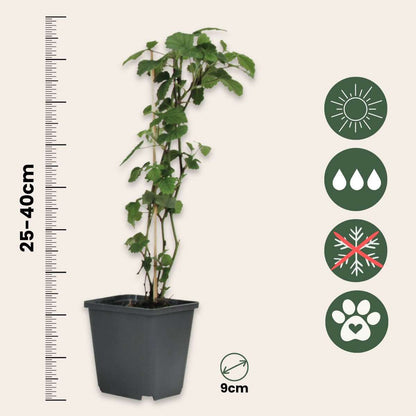 Brugmansia - Mix van 3