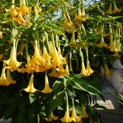 Brugmansia - Mix van 3