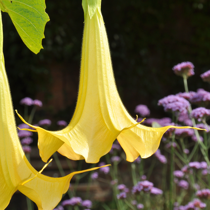 Brugmansia - Mix van 3