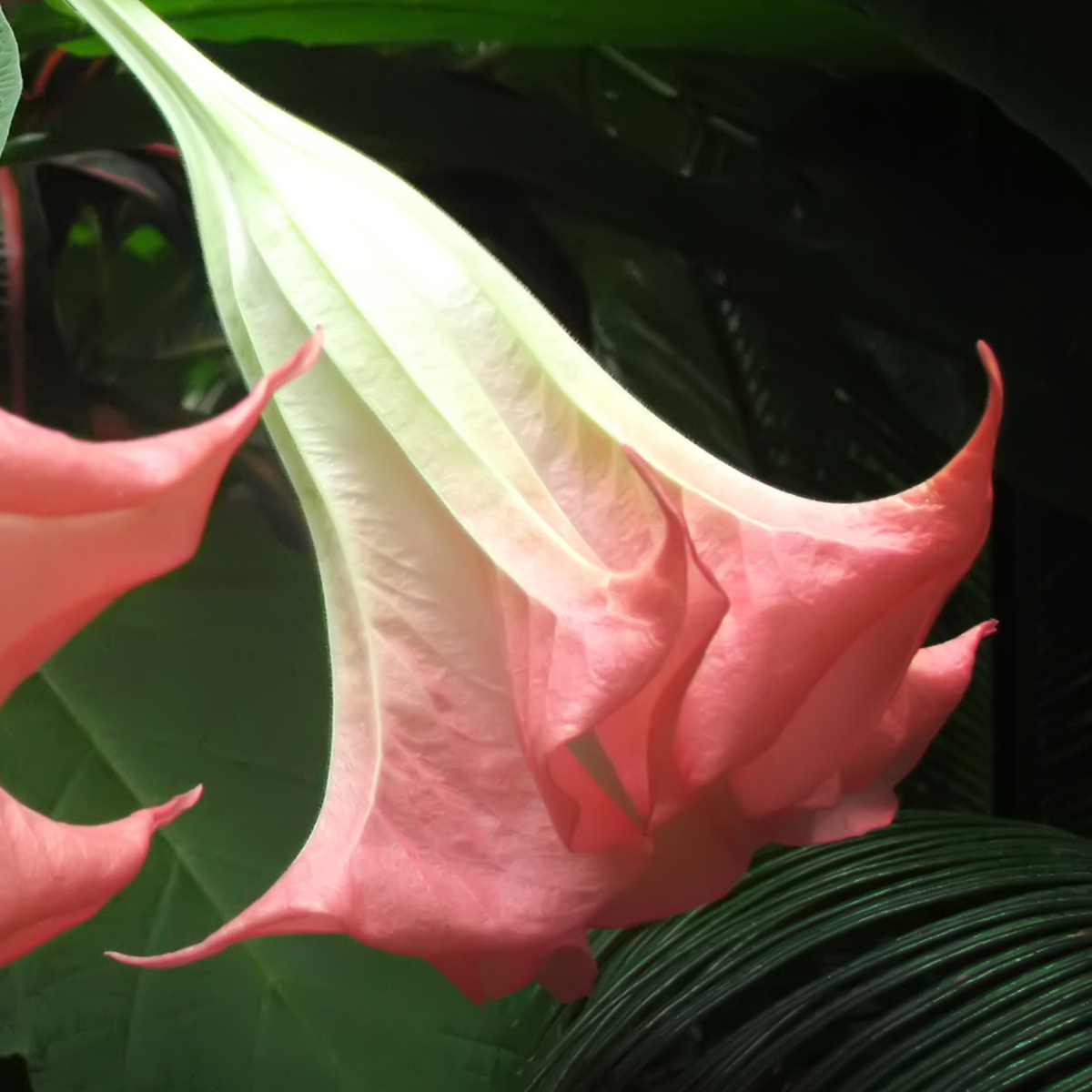 Brugmansia - Mix van 3