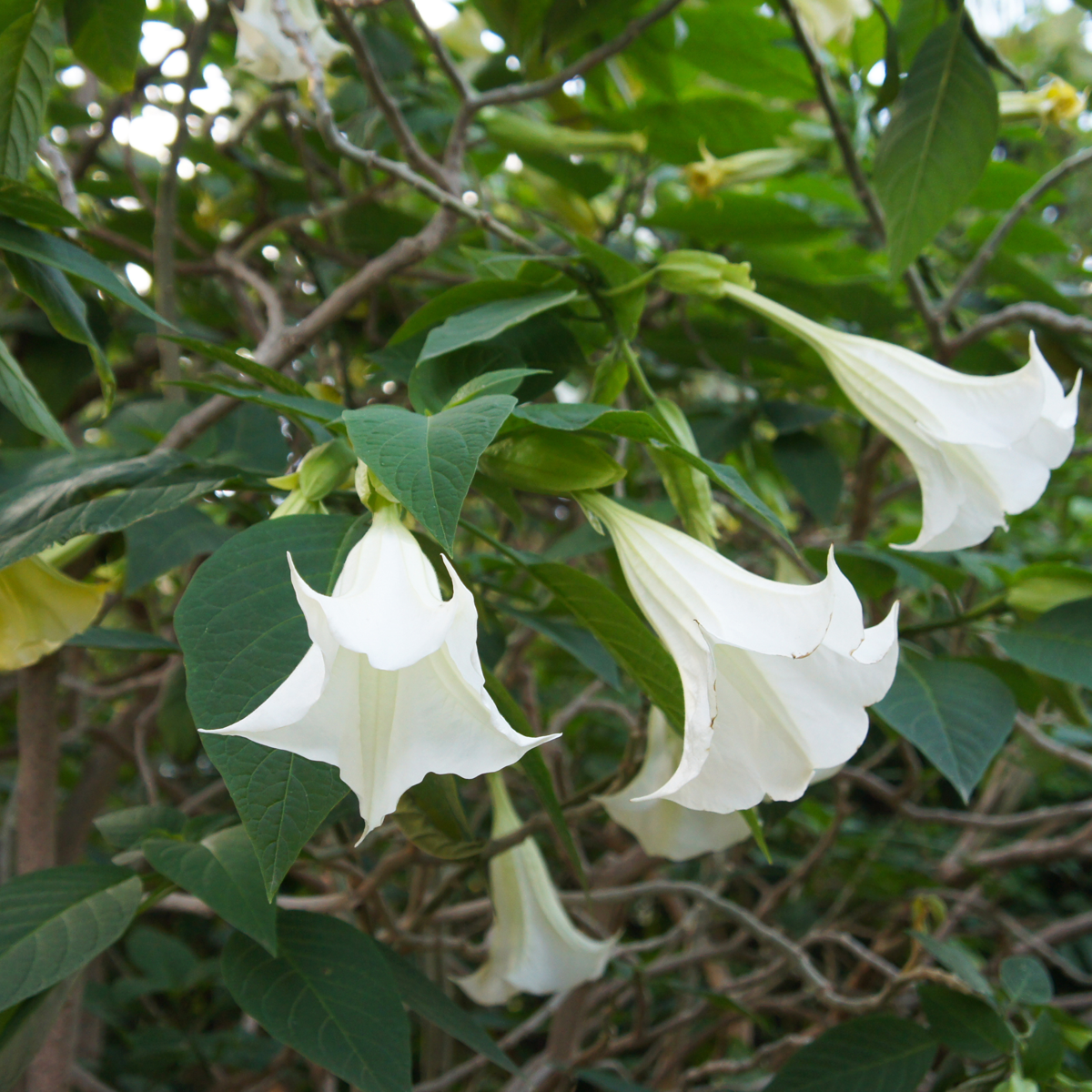 Brugmansia - Mix van 6