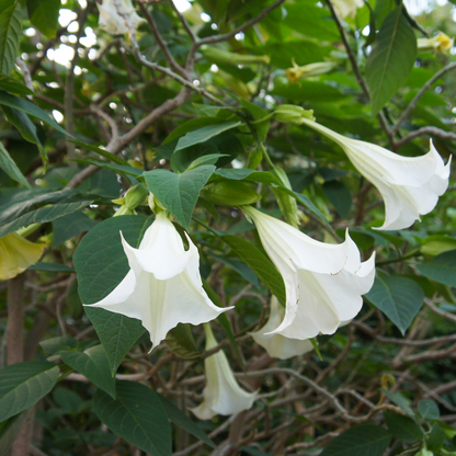 Brugmansia - Mix van 6