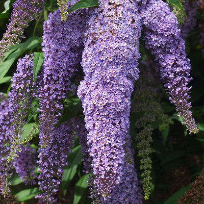 Buddleja - Mix van 6 - Vlinderstruik