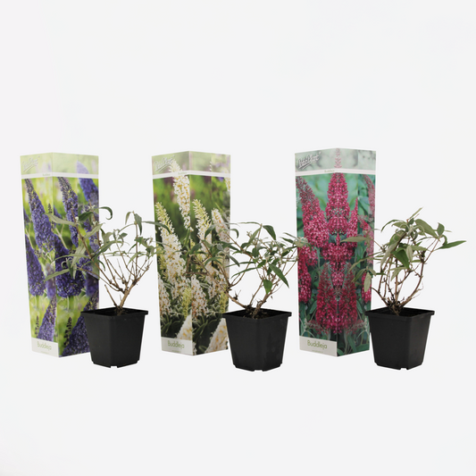 Buddleja - Mix van 3 - Vlinderstruik
