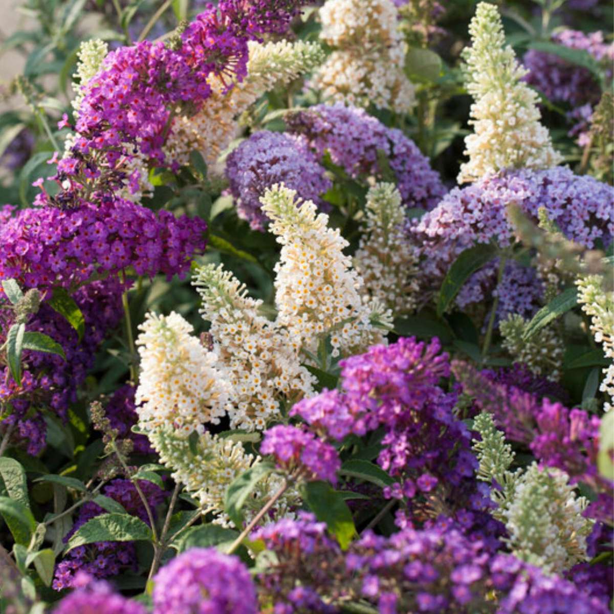 Buddleja - Mix van 6 - Vlinderstruik