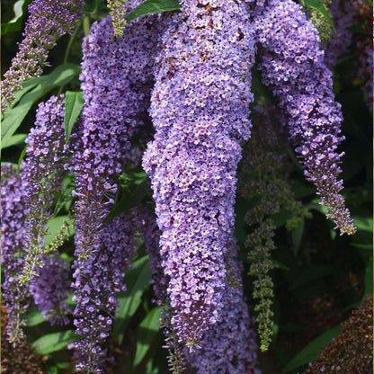Buddleja - Mix van 3 - Vlinderstruik