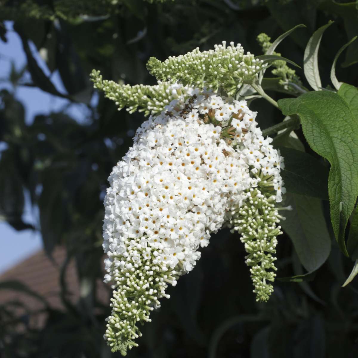 Buddleja - Set van 3 - Vlinderstruik - Wit