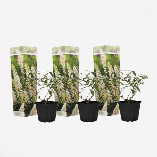 Buddleja - Set van 3 - Vlinderstruik - Wit