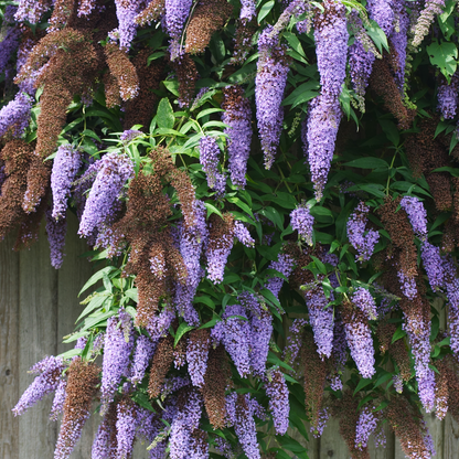 Buddleja - Vlinderstruik - Set van 3 - Paars