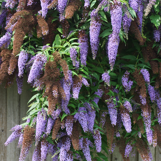 Buddleja - Vlinderstruik - Set van 3 - Paars