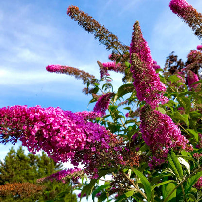 Buddleja - Vlinderstruik - Set van 3 - Roze