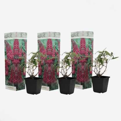 Buddleja - Vlinderstruik - Set van 3 - Roze