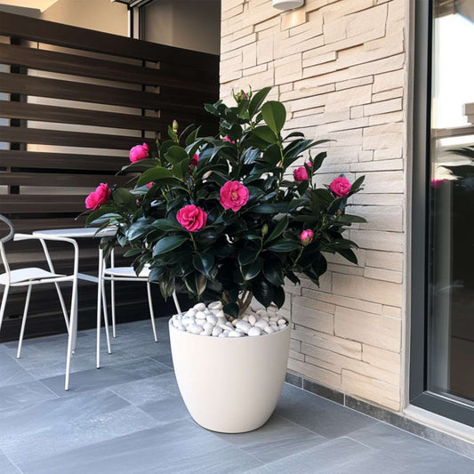 Camellia japonica 'Dr. King' - Japanse Roos