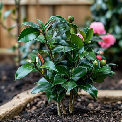 Camellia japonica 'Dr. King' - Japanse Roos