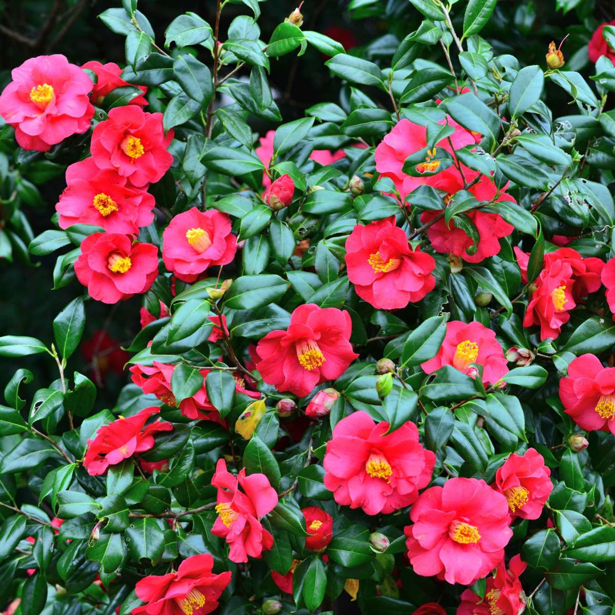 Camellia japonica 'Dr. King' - Japanse Roos