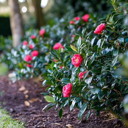 Camellia japonica 'Dr. King' - Set van 2 - Japanse Roos